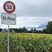 Schöne Sonnenblumenfelder vor St-Prex