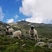 Gwundrige Schwarnasenschafe auf dem Weg zum Mittelsee