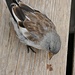 Die Sperlingsvögel bewegen sich ständig u. schnell, sind daher schwierig zu fotografieren. Dieser sitzt gerade vor meinem Fuß.