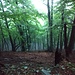 Bosco di Faggi prima della Capanna Mognone