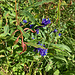 Schwalbenwurzenzian (Gentiana asclepidea)