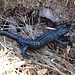 Ein Alpensalamander im taufrischen Gras.