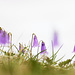 Alpen-Soldanelle (Soldanella alpina)