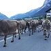 <b>Transumanza presso Pignia.</b>