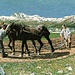 <b>Il Piz Curvér e il Piz Toissa nel dipinto di Giovanni Segantini "L'aratura", 1890, olio su tela, 117,6 x 227 cm. Monaco, Neue Pinakothek.<br />Segantini si rese conto, all’inizio del 1890, che la pittura da lui praticata non era efficace per descrivere la luminosità della montagna. Adottò, così, lo stile divisionista. La prima versione del dipinto fu realizzata negli anni tra il 1887 e il 1888. Segantini lo ridipinse poi completamente con la nuova tecnica nel 1890.</b>