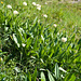 Allermannsharnisch (Allium victorialis)