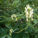 Gelber Eisenhut (Aconitum vulparia)