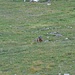 Una marmotta particolarmente curiosa! 