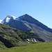 Rinderhörner
