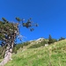 Der höchste Punkt der Alp Sigel