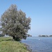 Das Ufer entlang zum Rheinzpitz 