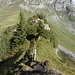Rückblick über den Verbindungsgrat zur Sinsgäuer Schonegg