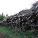 Ganzbaumentnahme/Energieholz