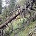 Solche Hinternisse auf dem Weg nach oben waren kein Problem und auch teilweise schon etwas entschärft.