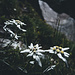 jede Menge Edelweiss am Wegrand