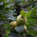 Holzapfel (Malus sylvestris) im Wald unterhalb vom Stellichopf. Der Baum ist die ursprüngliche Form der heute kultivierten Apfelsorten. Er ist sauer und mehlig, aber nach Lagerung durchaus essbar.