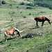 Pferde auf den weitläufigen Weiden in den Gipfelregionen. Das Nahrungsangebot erschien uns sehr karg und Wasser haben wir nirgends gesehen.