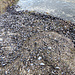 Muschelwiese
