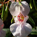 Eine mir unbekannte <s>Orchideenart</s>
edit: Die grünen Dinger im HG weisen auf "Drüsiges Springkraut - Impatiens glandulifera" hin 