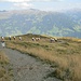 Jetzt geht es noch auf einfachen Wegen hinunter zur Höhenstraße, wo an der Hirschbichlalm unsere bestellten Taxis auf uns warteten. Hinten rechts das vom Zillertal abzweigende Seitental nach Gerlos.