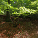 Waldgebiet "Kohlplatte".