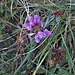 Prunella grandiflora (L.) Schoeller<br />Lamiaceae<br /><br />Prunella delle Alpi<br />Brunelle à grandes fleurs<br />Grosse Brunelle