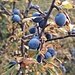 Prunus spinosa L.<br />Rosaceae<br /><br />Prugnolo, Pruno selvatico<br />Epine noir, Prunellier<br />Schledorn, Schwarzdorn