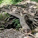 Die Überschreitung eines kleinen Baches bildet die Schlüsselstelle - bei normalem Wasserstand nicht, da ist man weiter unten unterwegs