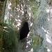 Sinterhöhle an der Mündung des Lausheimer Bachs