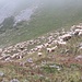 Naja, und dann gibt es hier auch noch diese Schafherde, die den Eingang ins Val Dore bewacht.