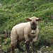 "Bänz" am Wegrand