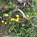 Vegetation am Wegrand