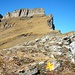 Rot Nollen (2309m): Gipfelaussicht auf den weiteren Gratverlauf zum Schafberg (Gipfel versteckt dahinter).