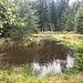 eine Entdeckung: die Tümpel im Verbrönnte Wald 1