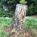 Neues wächst aus Altem 2 ...