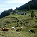 Weidende Kühe die es noch geniessen auf der Alp zu sein