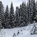 Über 1300 m ist die Schneedecke geschlossen. Sieht noch hübsch aus, für mich ist es einfach ein paar (!) Monate zu früh