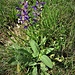 Salvia pratensis L.<br />Lamiaceae<br /><br />Salvia dei prati<br />Sauge des prés <br />Wiesen- Salbei