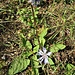 <br />Cichorium intybus L.<br />Asteraceae<br /><br />Cicoria comune<br />Chicorée sauvage <br />Wegwarte, Zichorie 