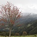 Alpe Pianca Bella : panorama