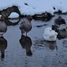 Wintergänse