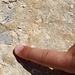 unzählige Fossilien am Weg