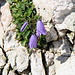 Im Aufstieg zum Mangart - Vorbei an Glockenblumen, vermutlich in der Version "Zwerg".