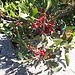 <b>Lentisco (Pistacia lentiscus).</b>