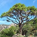 <b>“Nonno Pino”, un maestoso albero di Pino domestico (Pinus pinea), la specie che col tempo assume la caratteristica forma ad ombrello. Il Pino di Porto Azzurro è uno dei sei Pini secolari censiti dalla Regione e fa parte dei grandi alberi monumentali della regione Toscana. La leggenda narra che anche Napoleone e i suoi soldati ci legarono i cavalli per recarsi a piedi fino al santuario di Monserrato.<br />Il grande albero ha un’età che varia dai 250 ai 400 anni, un’altezza di 20 metri, una circonferenza della chioma di circa 30 e una circonferenza del tronco di oltre 5 metri: con questi numeri il Pino di Porto Azzurro è sicuramente tra i Pini domestici più grandi d’Italia.</b><br />