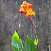 Orangene Orchidee im Tuisi Garden.
