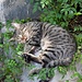 Schlafende Katze in Tongli.