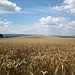 Weizenfeld auf dem Bodanrück