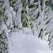 ungewohnter Anblick - verschneite Laubbäume