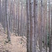 Beim Abstieg vom Geierstein zurück ins Wieslautertal kommt man durch diesen seltsam wirkenden Wald aus dicht stehenden Stangen-förmigen Kiefern.